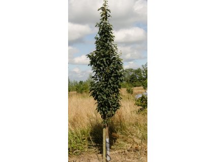 Sorbus aln Red Bird1