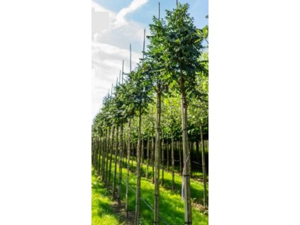 Sorbus auc Fastigiata