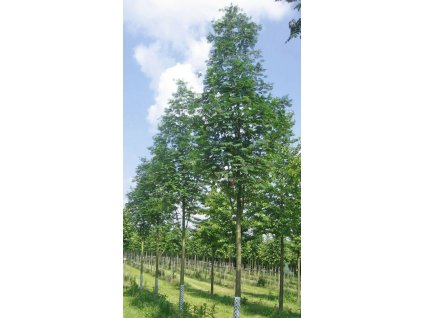 Sorbus auc Sheerwater Seedling