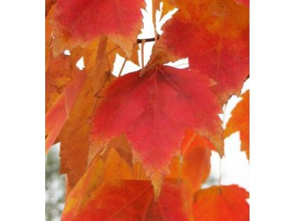 Acer rubrum 'Red Sunset'2