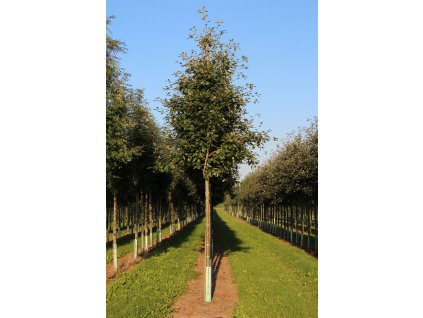 sorbus intermedia brouwers