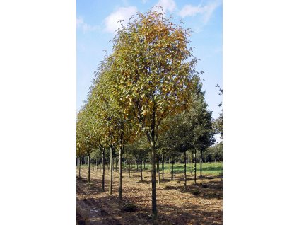 sorbus x thuringiaca fastigiata