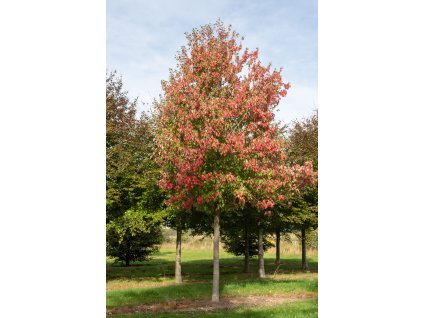 acer rubrum
