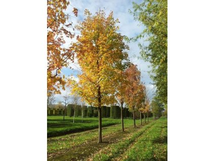 Acer saccharinum2