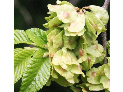Ulmus carpinifolia2