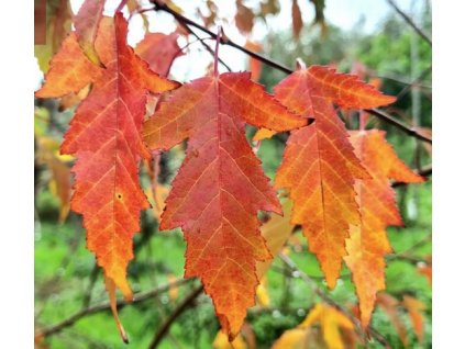 Acer tataricum ginnala podzim
