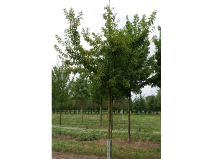 Acer tataricum ginnala