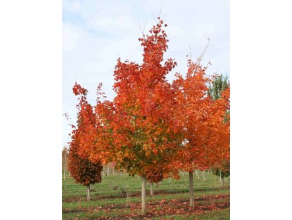 Acer truncanum Pacific sunset