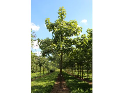 catalpa bignonioides