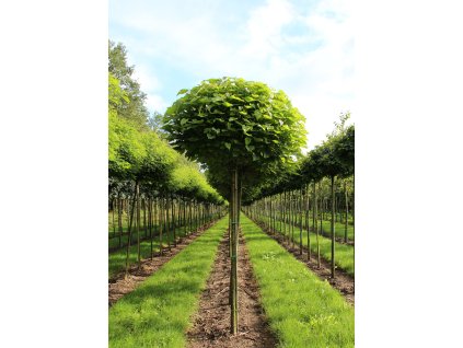 catalpa bignonioides nana