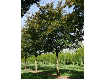 Acer zoeschense Annae 2