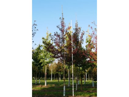 Crataegus permilis Splendens