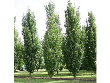 Fagus sylvatica Dawyck