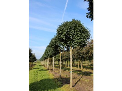 fraxinus ornus mecsek