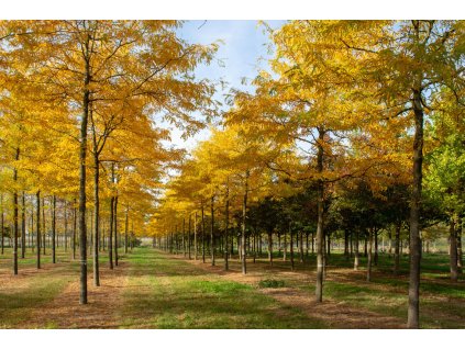 gleditsia triacanthos sunburst