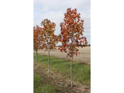 Liquidambar styraciflua 'Moraine'