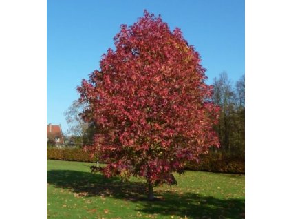 Liquidambar styraciflua 'Paarl'