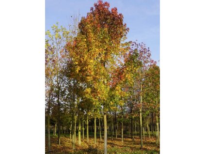 Liquidambar styraciflua 'Palo Alto'