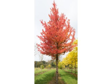 liquidambar styraciflua worplesdon2