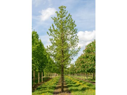 liquidambar styraciflua