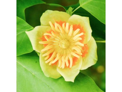 liriodendron tulipifera2