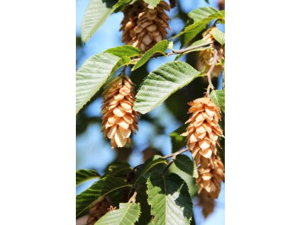 ostrya carpinifolia2