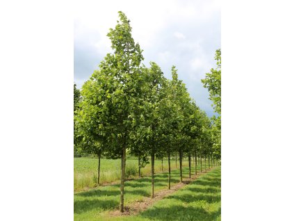 platanus x hispanica