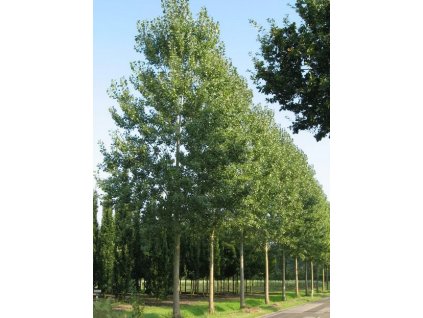 Populus can Robusta