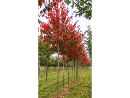 prunus sargentii rancho3