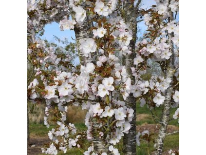 Prunus serr Sunset Boulevard2