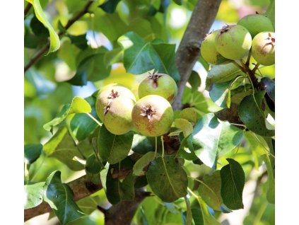 pyrus calleryana chanticleer2