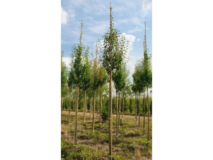 Pyrus com Beech Hill