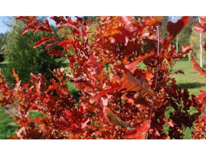 Quercus ×bimundorum CRIMSON SPIRE ('Crimschmidt')2