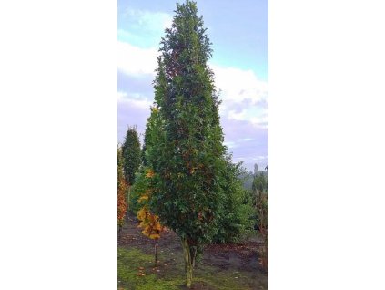 Quercus pal Green Pilar