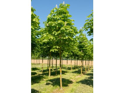 aesculus hippocastanum