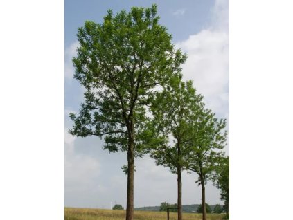 Robinia pseud Bessoniana