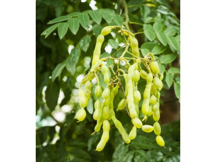 styphnolobium japonicum2