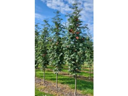 Sorbus auc Fingerprint