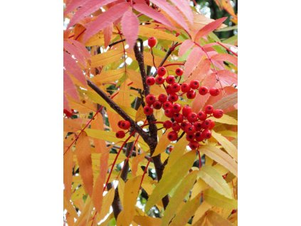 sorbus aucuparia2
