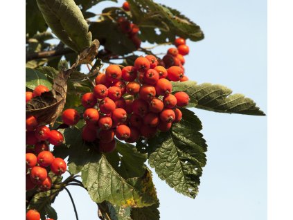 sorbus x thuringiaca fastigiata2