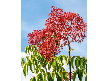 tetradium daniellii3