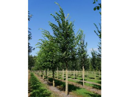 Ulmus laevis
