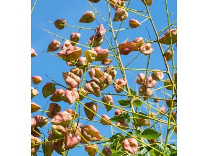 koelreuteria paniculata2