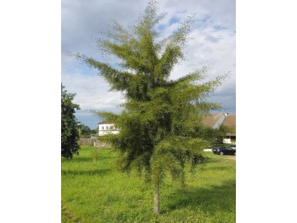 Alnus glut Imperialis