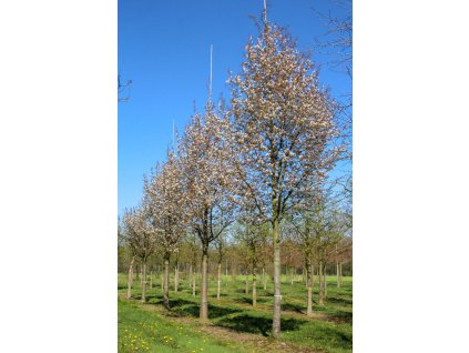 amelanchier lamarckii
