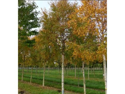 Betula ermanii Holland