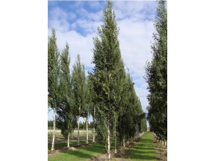 Betula pend Fastigiata