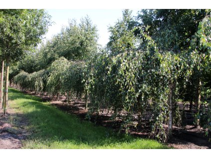 betula pendula youngii