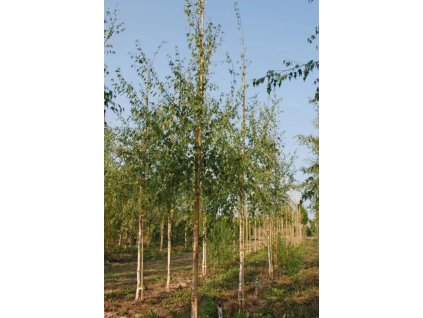 Betula pend Dalecarlica1