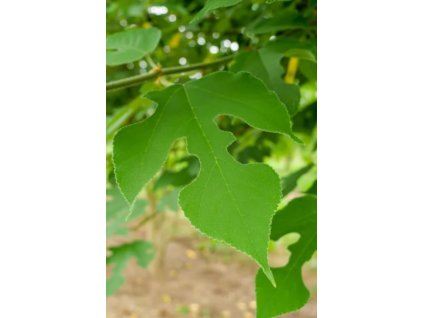 Broussonetia paypirifera2